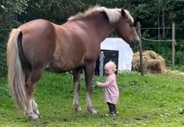短视频-孩子与马儿，和谐美好
