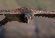 专吃骨头的老鹰 胡兀鹫 “动物世界