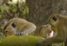 兰卡猕猴的等级规则 等级越高待遇越好 “动物世界 