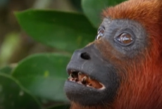 角雕：猴子们的噩梦 -动物世界 