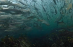 《 数百万鲱鱼集体排精 》 “鲱鱼  “动物世界