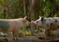  “猪猪冒险岛”动物世界 