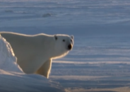 《 北极熊艰难的求子之路 》动物世界