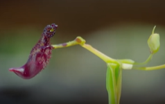 植物通过模仿雌性 色诱昆虫