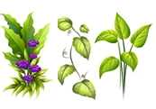 植物通过模仿雌性 色诱昆虫