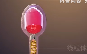 涨知识-精子的诞生