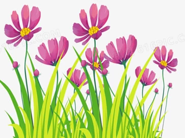 我是你的格桑花