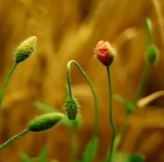 纯音乐《Flowers》
