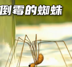 搞笑动画-倒霉的蜘蛛