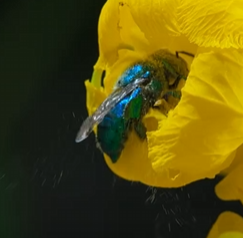 兰花蜂：昆虫中的“香水大师”
