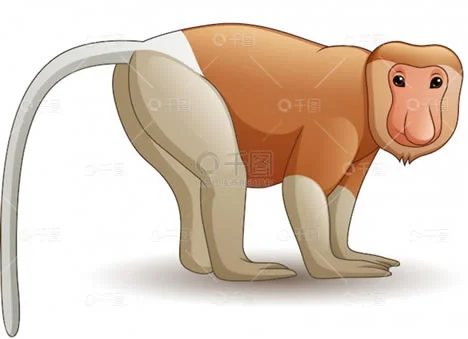 神奇动物—长鼻猴