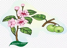 音乐欣赏 “苹果香