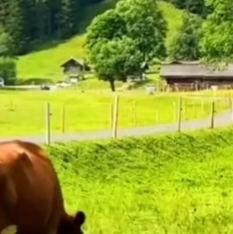 音乐欣赏 “苹果香
