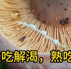你知道哪些菌子吃了会见小人吗
