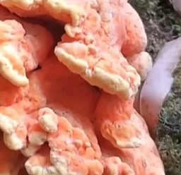 认清哪些菌子能吃