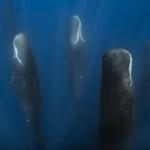 抹香鲸  “海底世界探秘