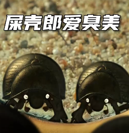 臭美的屎壳郎