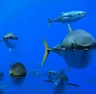 海洋史上最惨烈的一场大屠杀