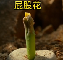 长得像屁股的植物 “生石花 