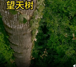 氛围感拉满的树”龙脑香树