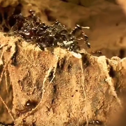 百万白蚁暴雨中3天逆袭