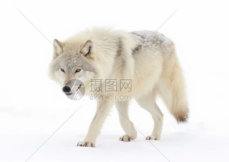 幼狼们的童年无忧无虑？
