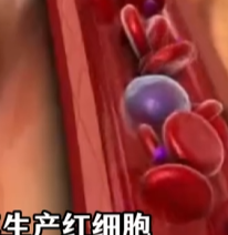 骨髓每天造3500亿血细胞！