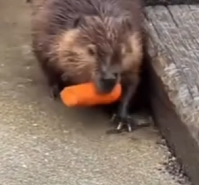 动物科普 “河狸