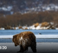 面对生命垂危的孩子，棕熊妈妈做出的艰难选择