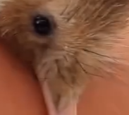 动物科普 “几维鸟