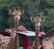 动物科普 “长颈鹿