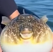 动物科普 “河豚