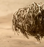 还魂草：百年等待终复活