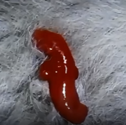 刚出生的小袋鼠只有几厘米，需要爬到育儿袋才能存活