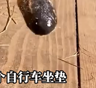 动物科普 “食蚁兽
