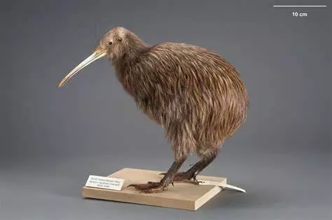 动物科普 “几维鸟