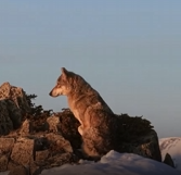 狼王战死被弃，母狼带着腹中小生命千里寻生路