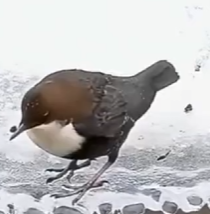 动物科普 “河乌