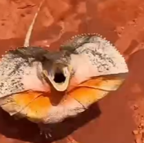 动物科普 “伞蜥