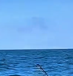 海龟背上的藤壶，清理行动