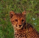 摄影师与猎豹一家