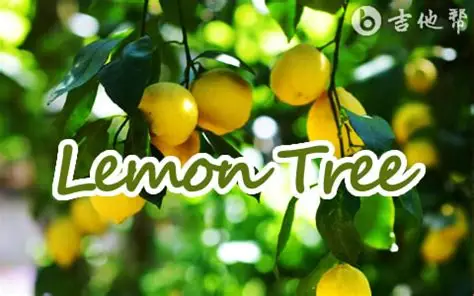 《Lemon Tree》柠檬树