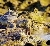神奇动物-狼鳗-水中可怕的捕猎对手