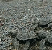 乌龟-刚出生的小乌龟就面临严峻的生存挑战