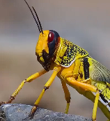 隐藏在地底下的恶魔-蝗虫