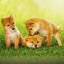 影片介绍-爱犬的奇迹