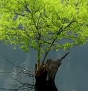 纯音乐欣赏《静心》