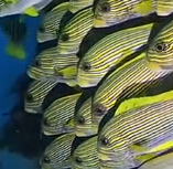 科普20种潜水拍摄的海鱼