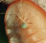 食肉毛虫入侵蚁穴大杀四方