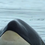 “虎鲸 “海洋生物